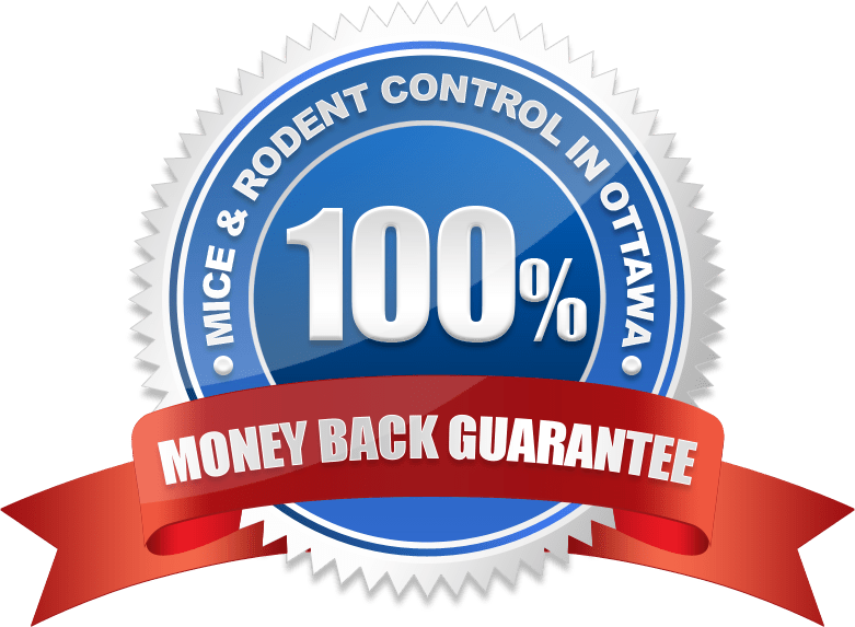 100% Money Back Guarantee Mice Control In Ottawa