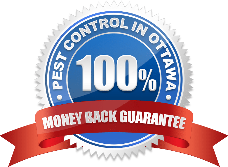 100% Money Back Guarantee Pest Control In Ottawa