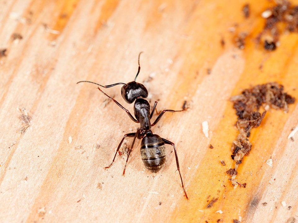 Carpenter Ant Treatment Ottawa