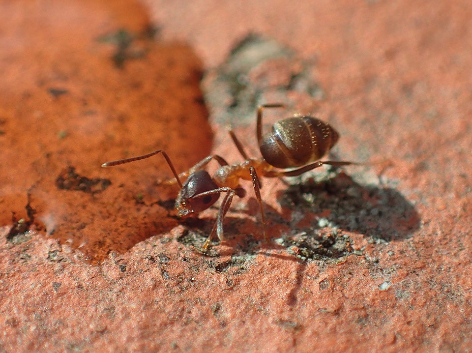 Pavement Ant Removal Ant Treatment Ottawa