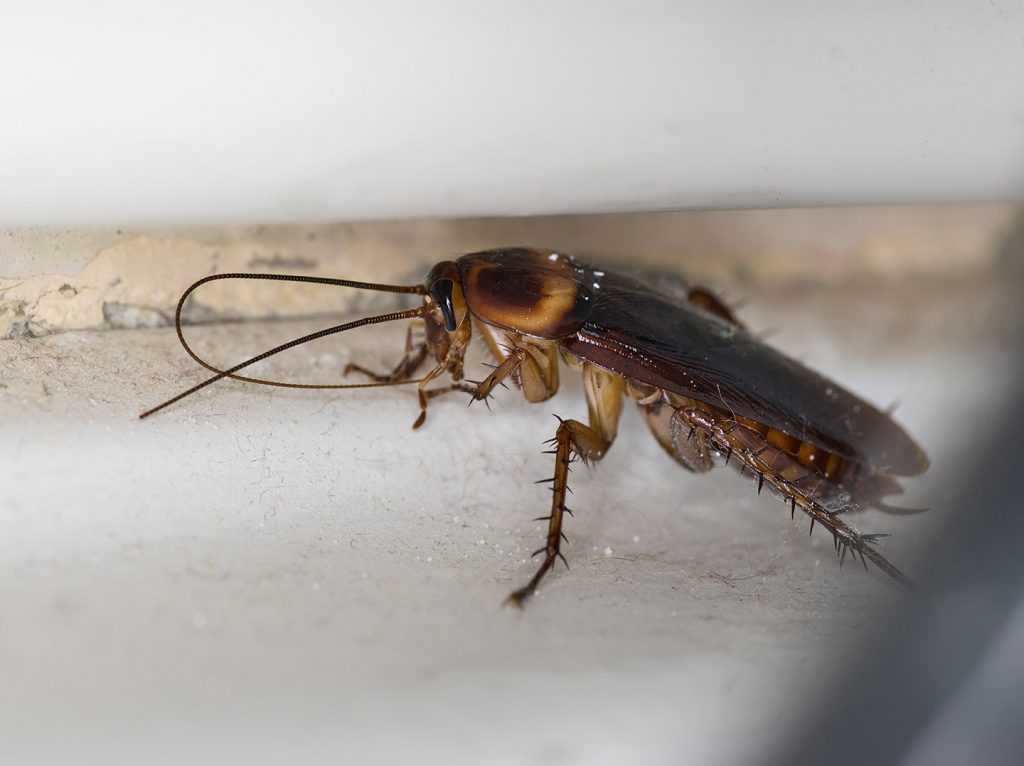 The American Cockroach Exterminator Ottawa