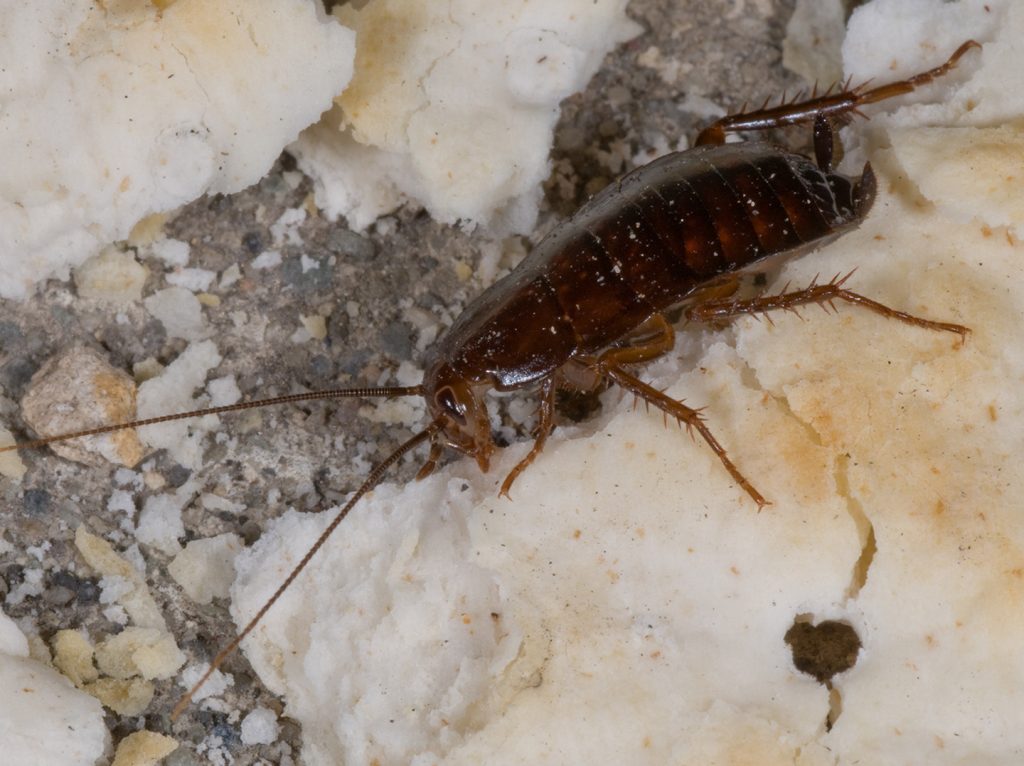 The Oriental Cockroach Exterminator Ottawa