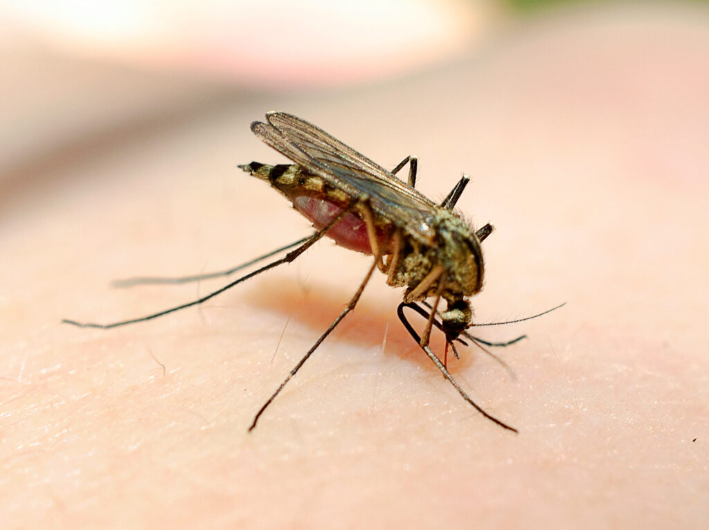 Facts About Mosquitoes In Ottawa