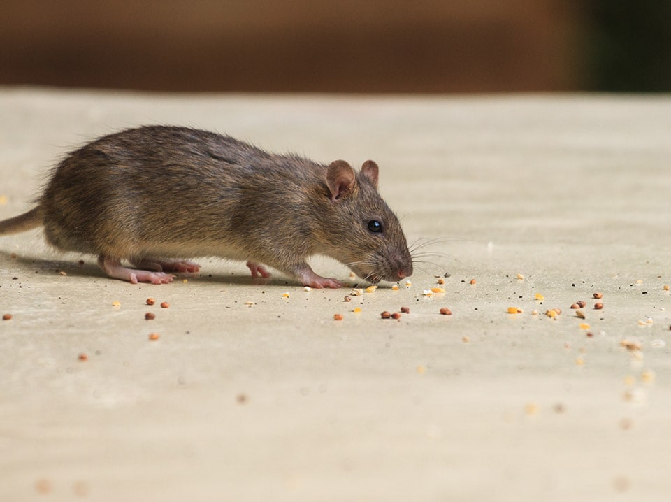 Mice Removal Wildlife Control Services Ottawa