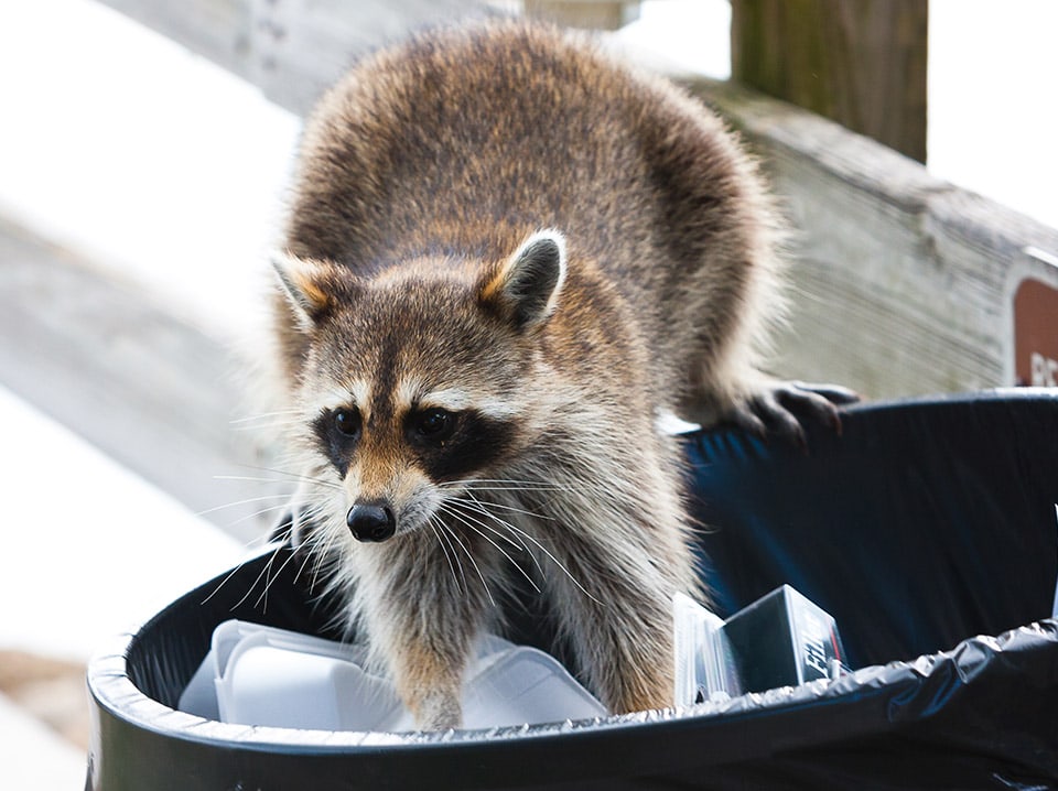 Raccoon Removal Wildlife Control Services Ottawa