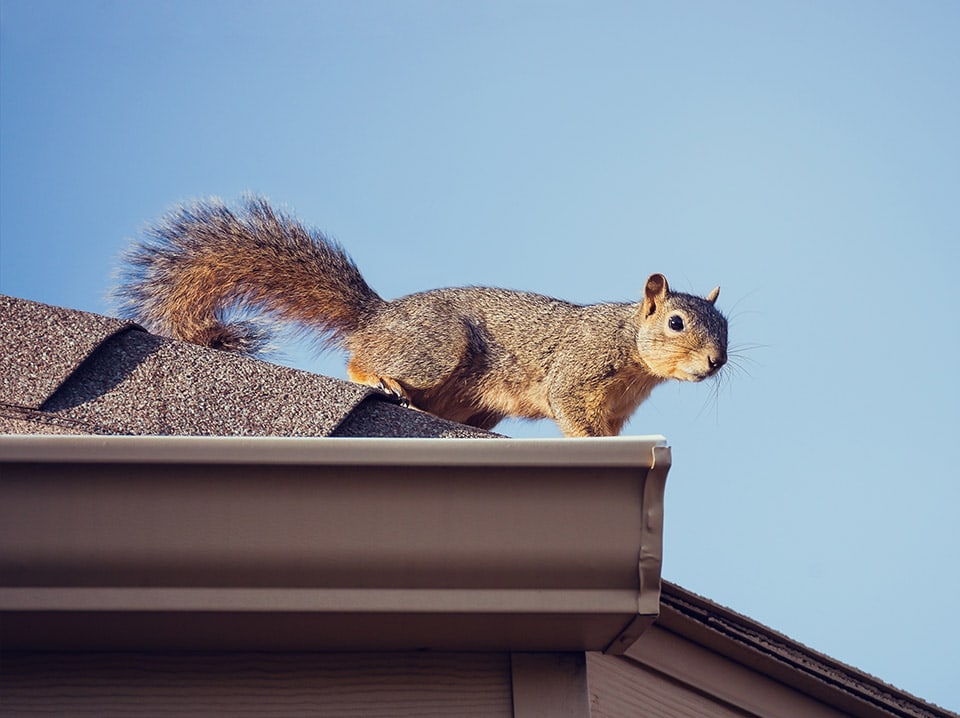 Squirrel Removal Wildlife Control Services Ottawa