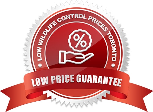 Wildlife Control At Competitive Prices Ottawa